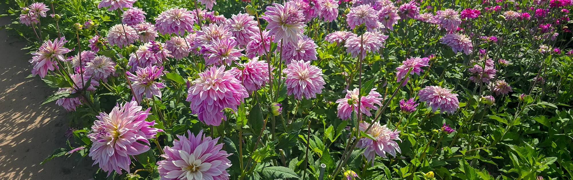 Master Your Landscape in Bloom
