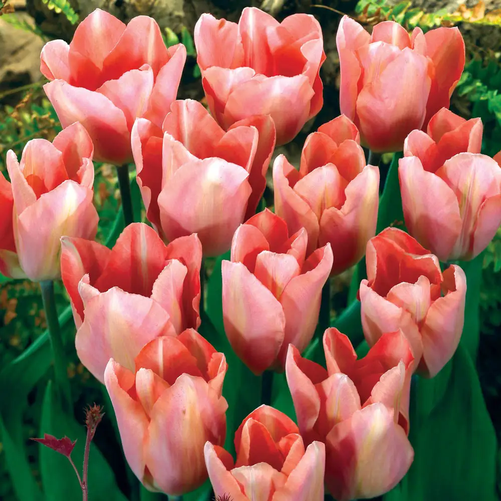 Single Early Tulip Apricot Beauty - Image 3