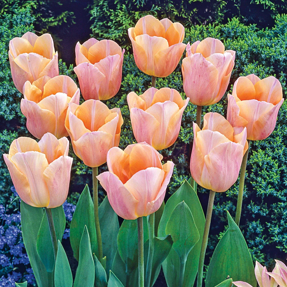 Single Early Tulip Apricot Beauty - Image 4