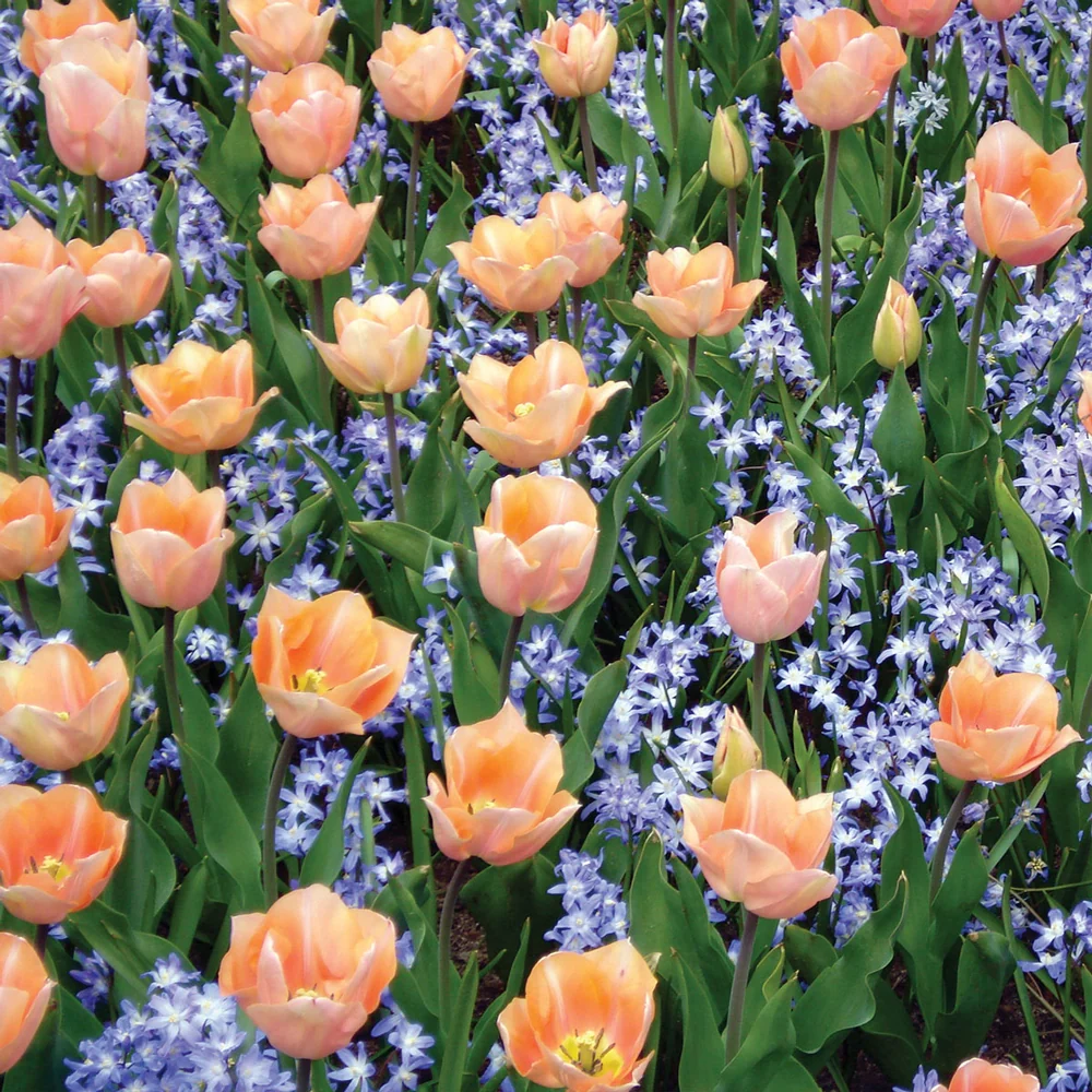 Single Early Tulip Apricot Beauty - Image 5