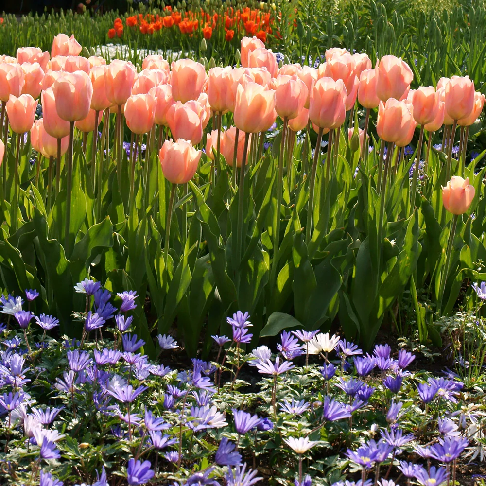 Single Early Tulip Apricot Beauty - Image 6