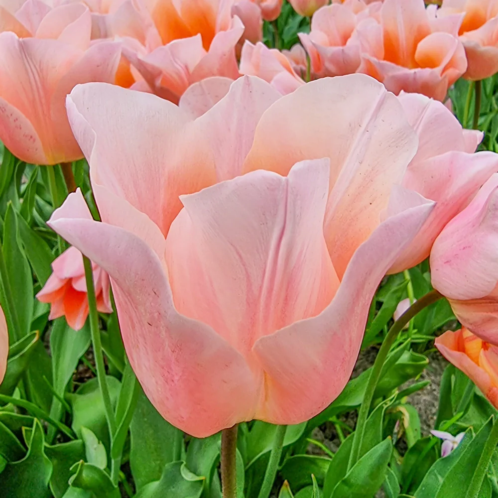 Single Early Tulip Apricot Beauty - Image 7