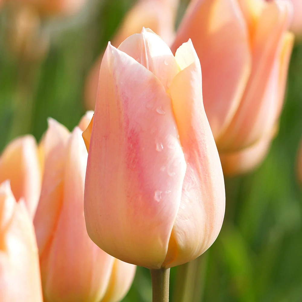 Single Early Tulip Apricot Beauty - Image 8