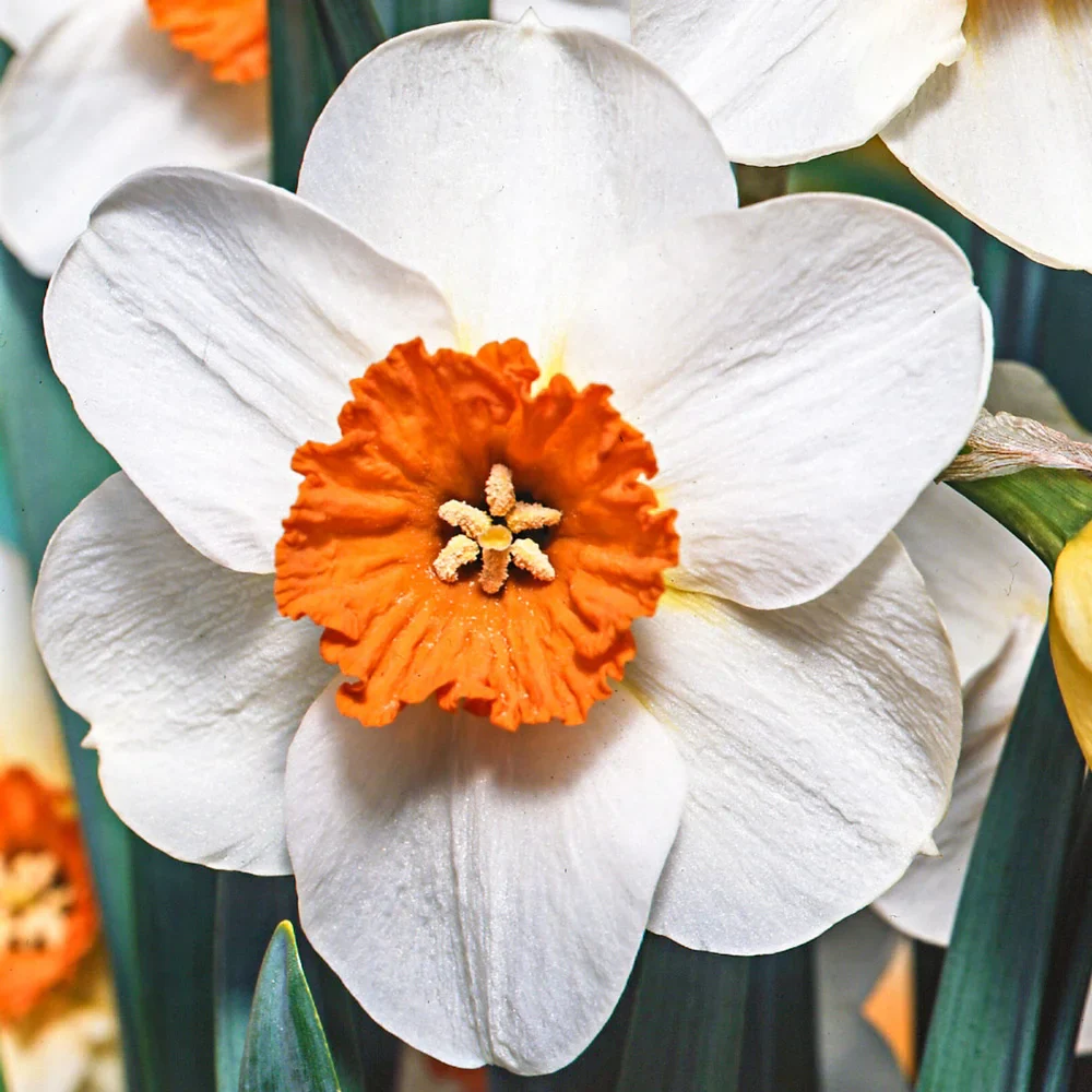 Small Cupped Daffodil Barrett Browning - Image 3