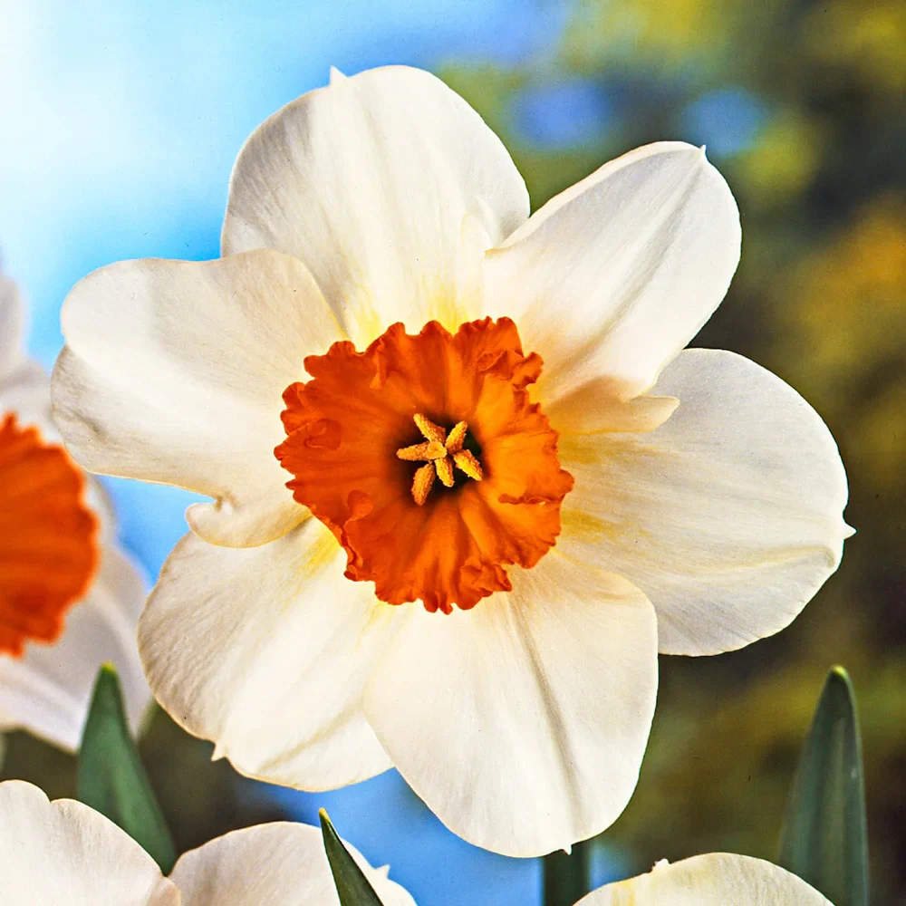 Small Cupped Daffodil Barrett Browning - Image 4