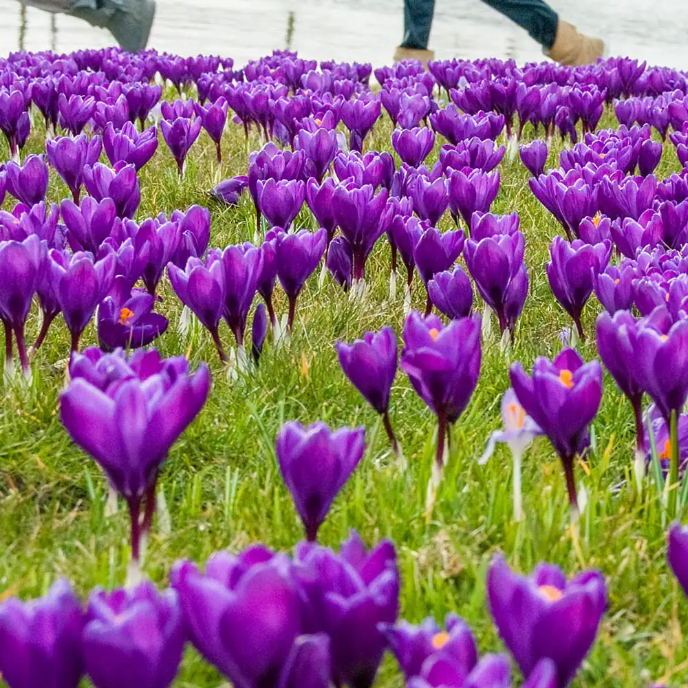 Giant Crocus Flower Record - Image 2