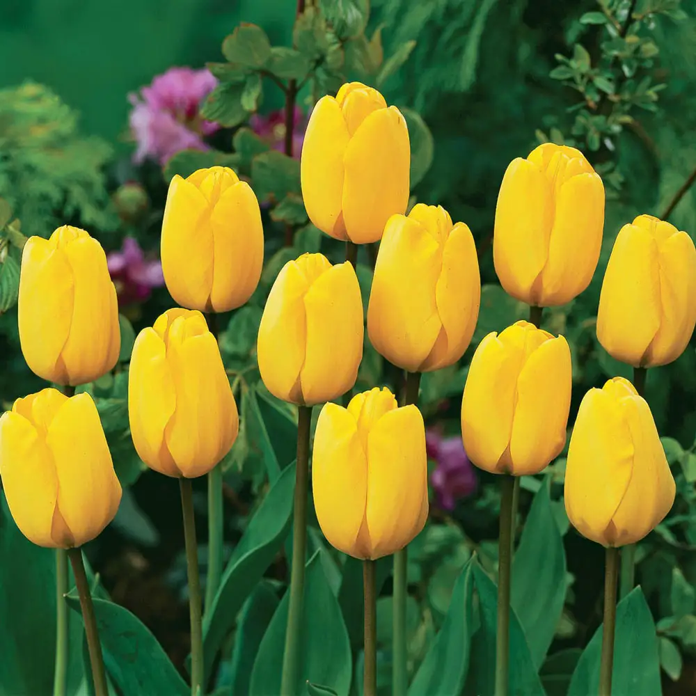 Darwin Hybrid Tulip Golden Apeldoorn - Image 3