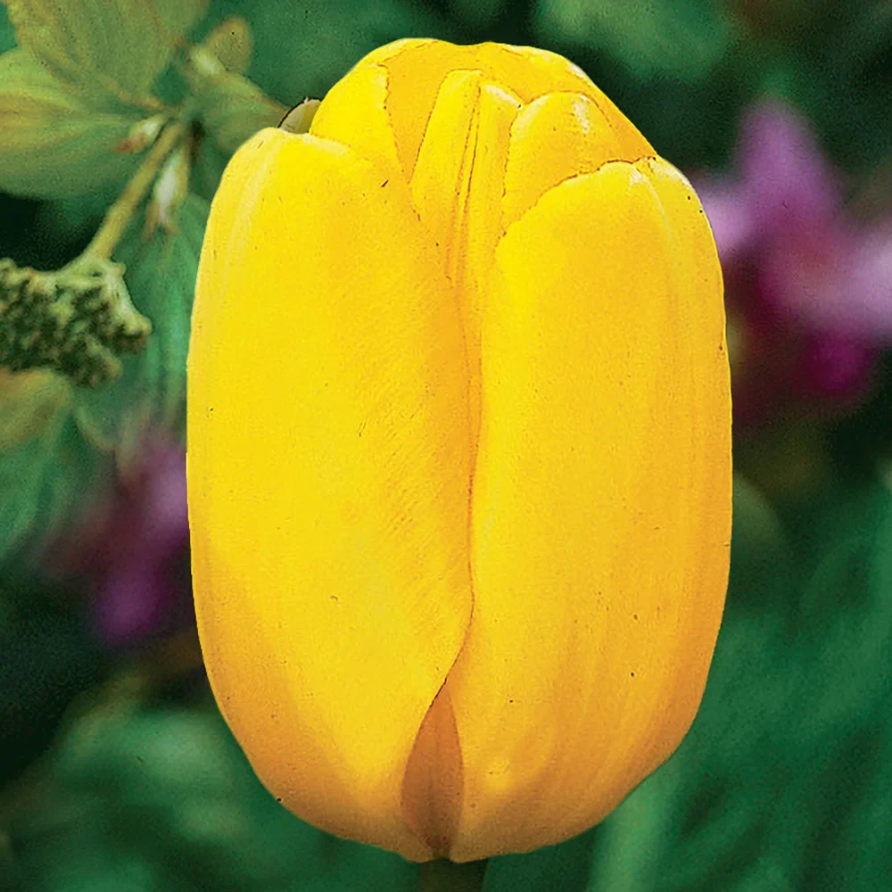 Darwin Hybrid Tulip Golden Apeldoorn - Image 4