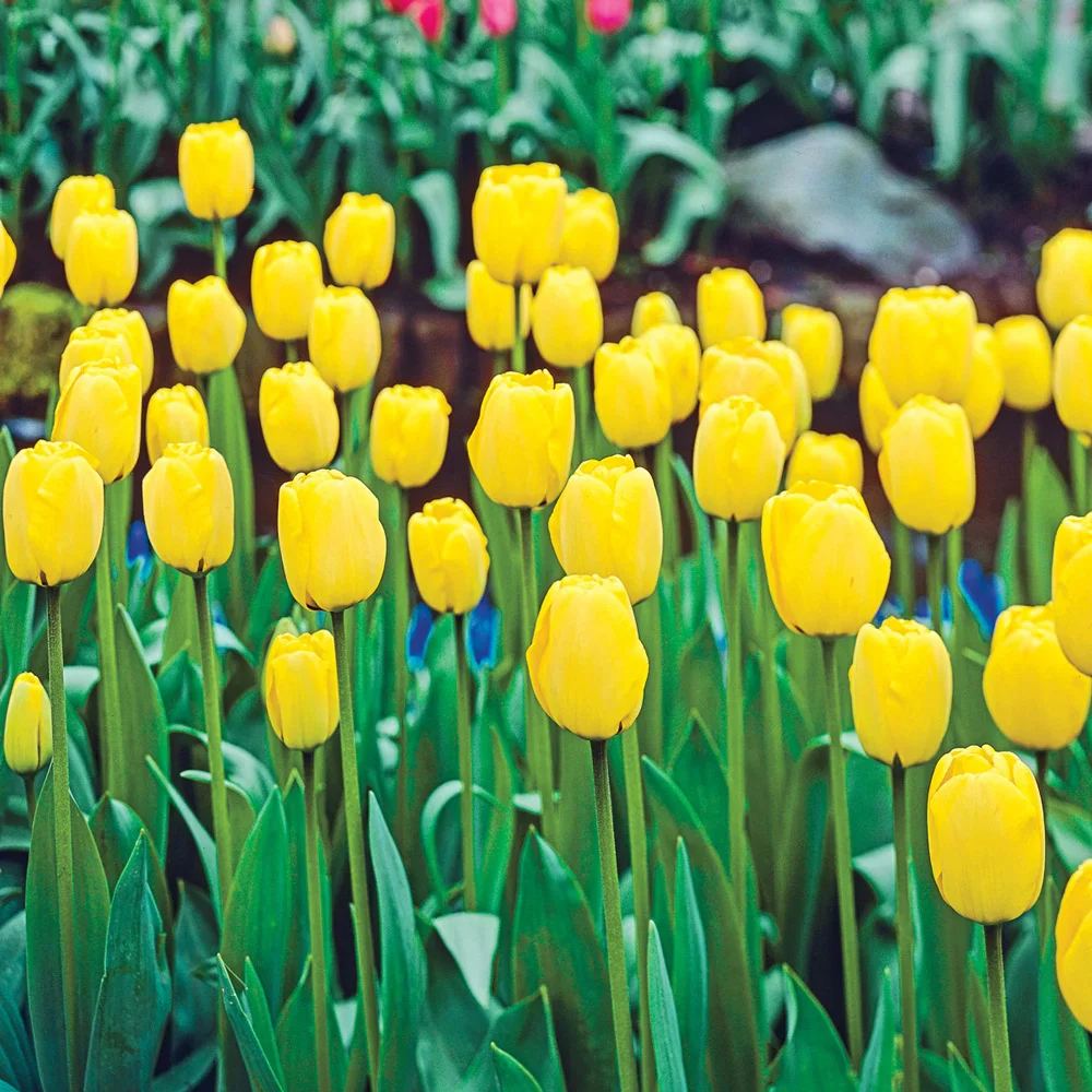 Darwin Hybrid Tulip Golden Apeldoorn - Image 5