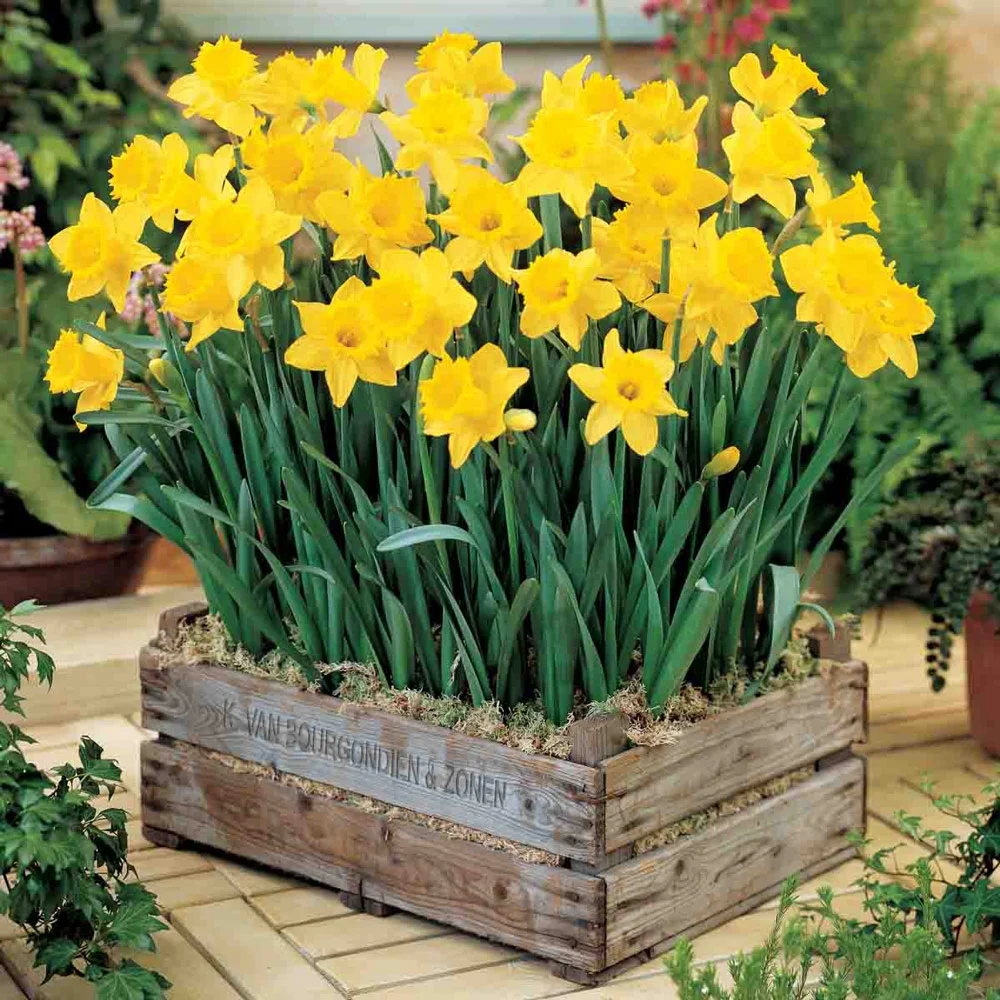 Trumpet Daffodil Golden Harvest - Image 3