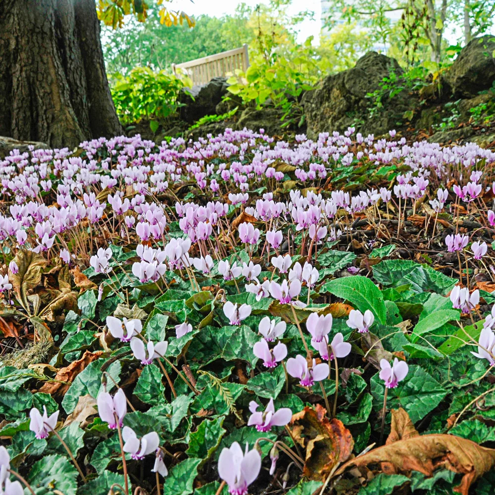 Cyclamen hederifolium - Image 2