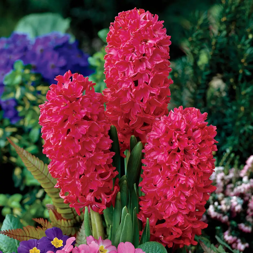 Hyacinth Jan Bos - Image 2