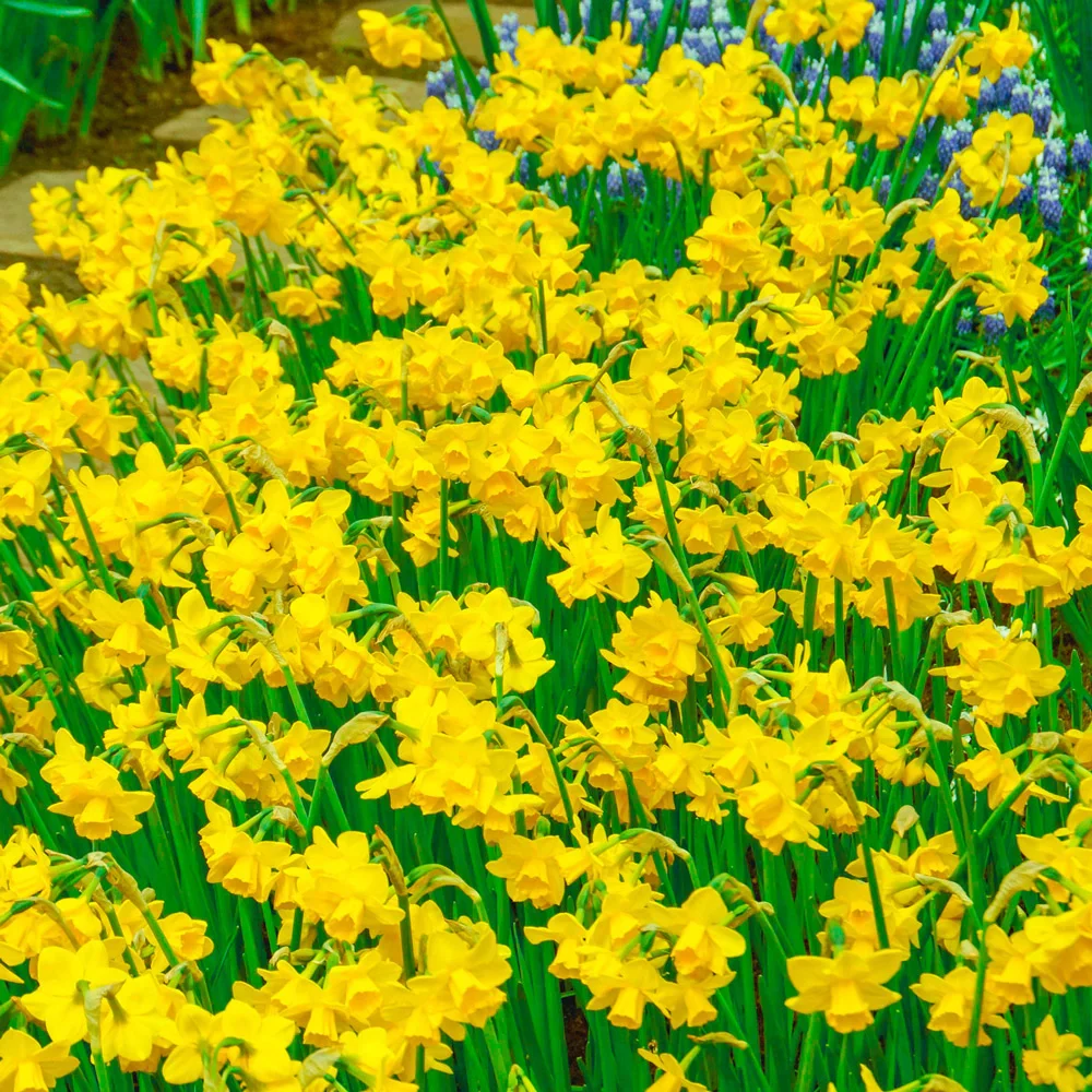 Fragrant Jonquil Daffodil Quail