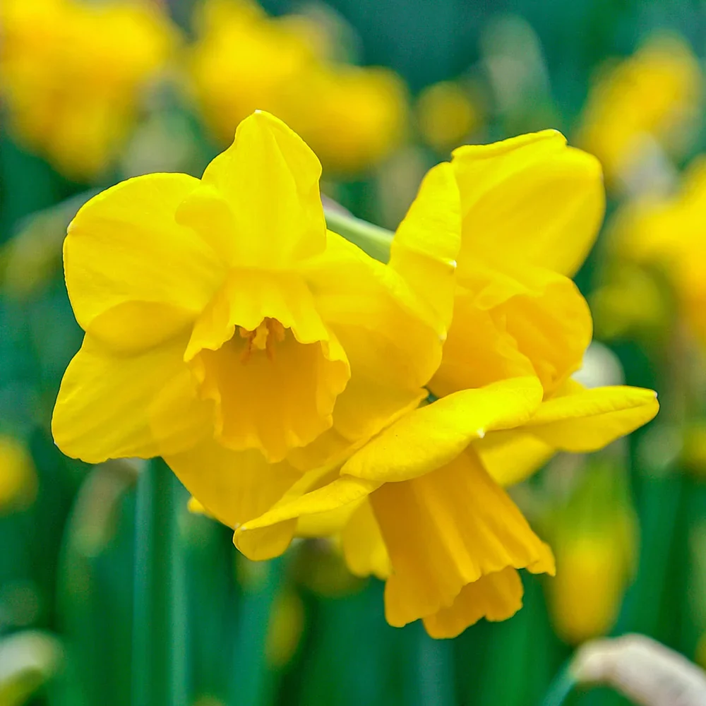 Fragrant Jonquil Daffodil Quail - Image 2