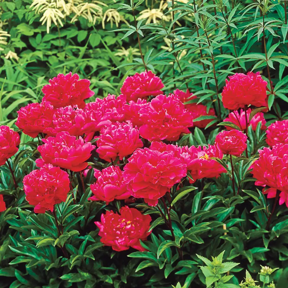 Double Peony Karl Rosenfield - Image 4