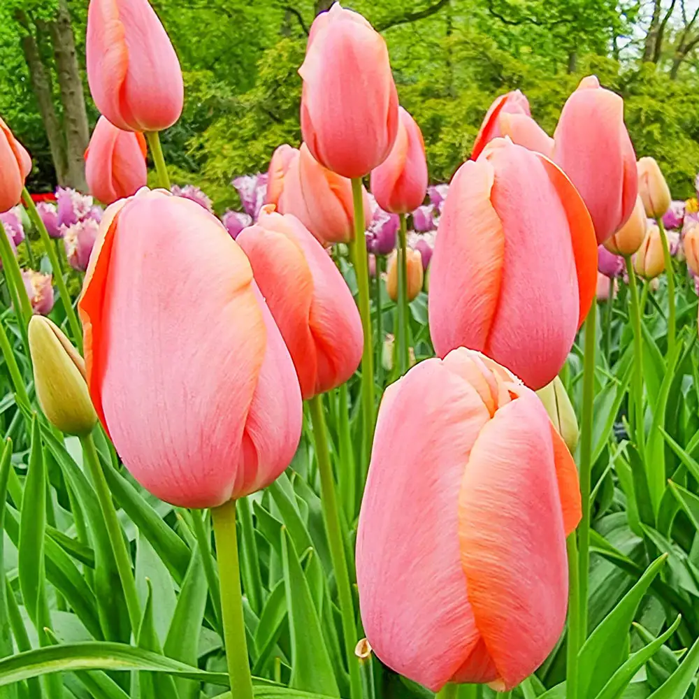 Mayflowering Tulip Menton - Image 2