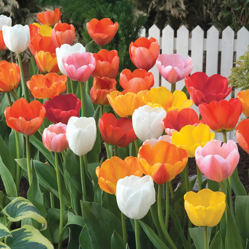 Tulip Mixed Mid-Season Bloomers - Image 2