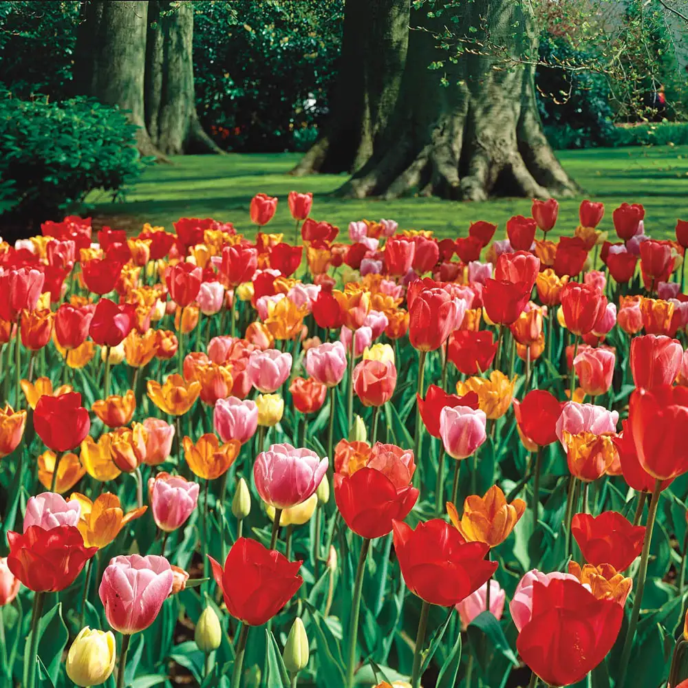 Tulip Mixed Mid-Season Bloomers - Image 4