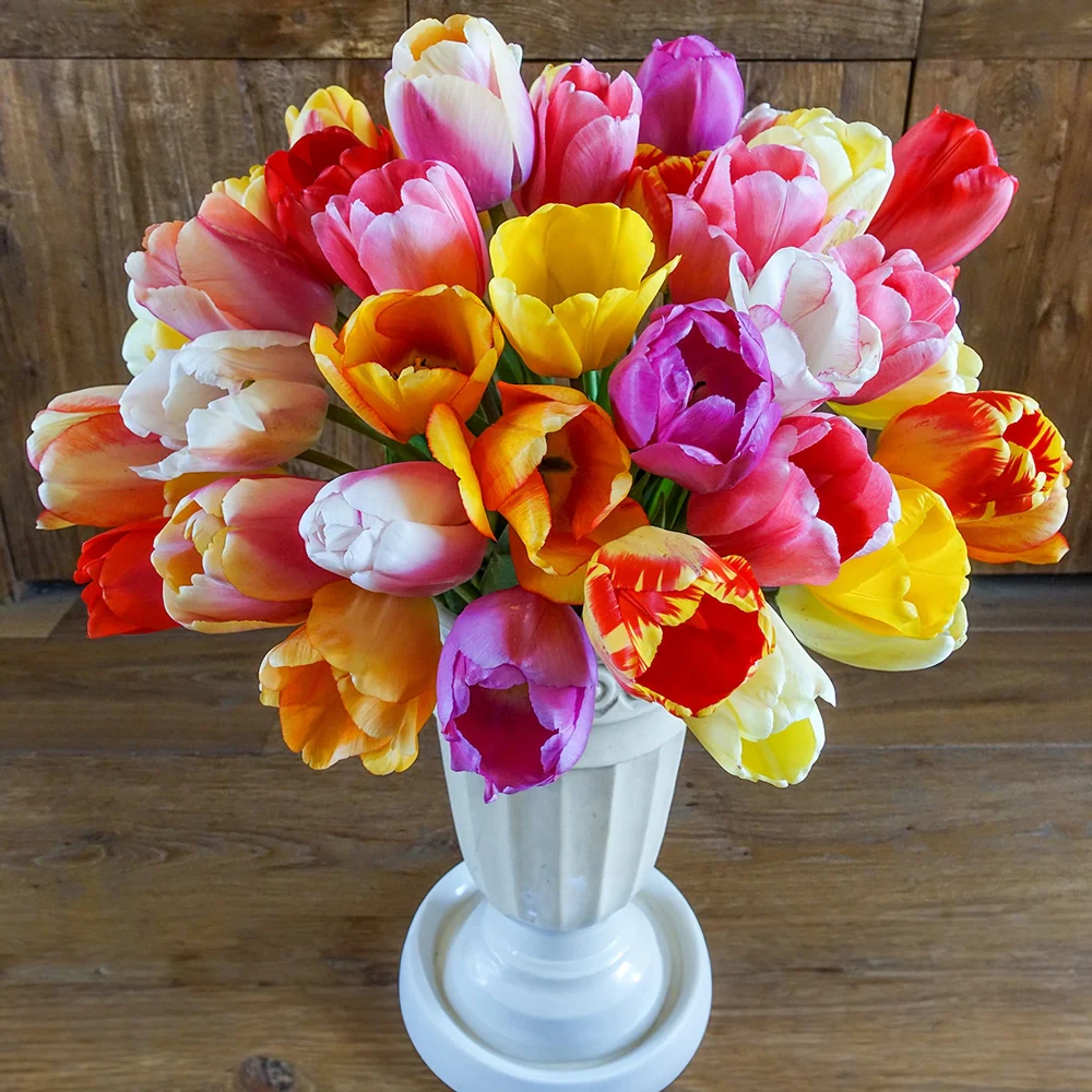 Tulip Mixed Mid-Season Bloomers - Image 5