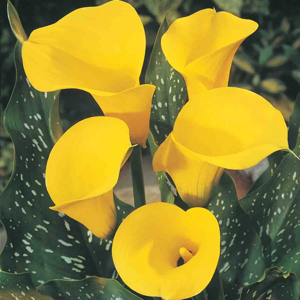 Hybrid Calla Lilies Millennium Gold - Image 3