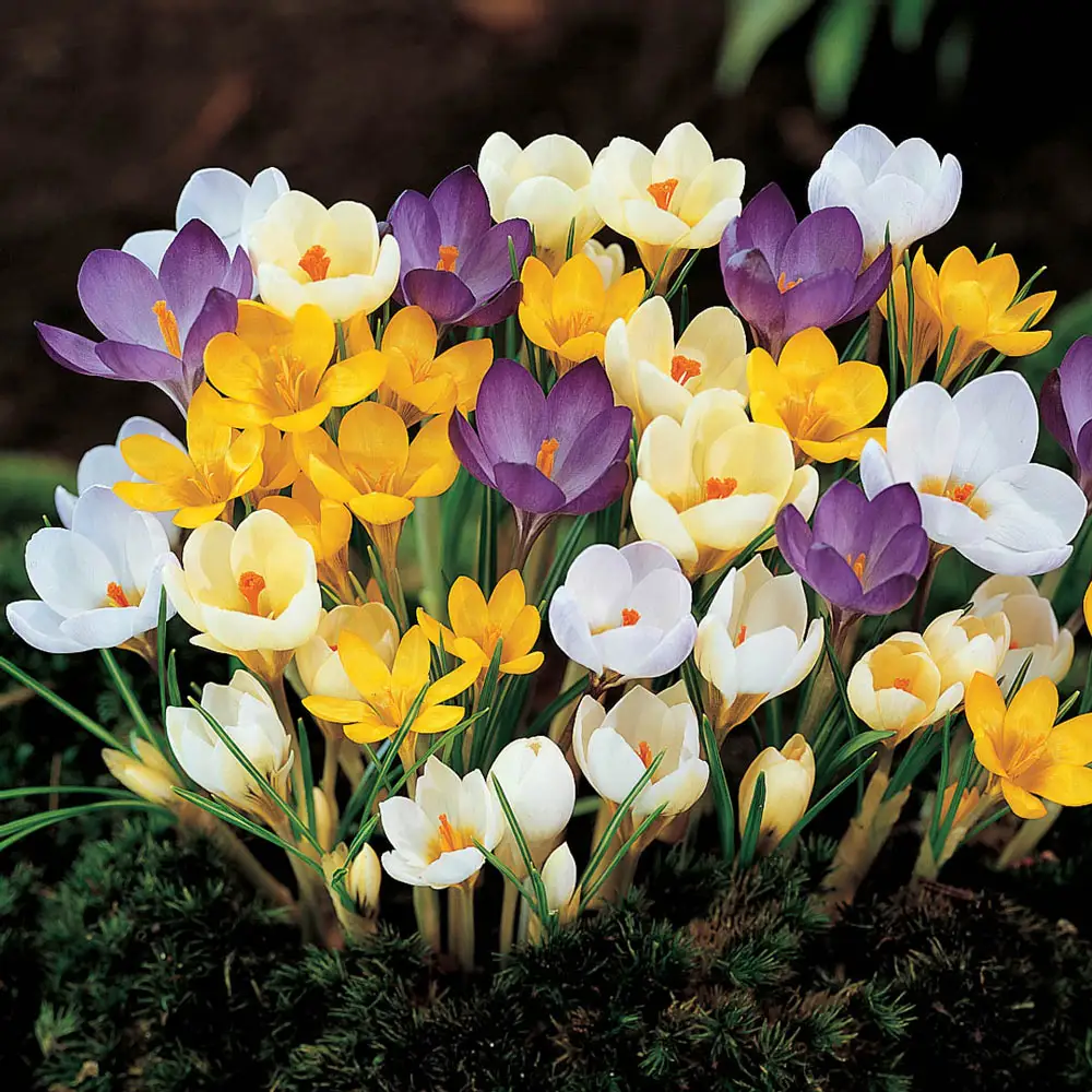 Species Crocus Mix - Image 2