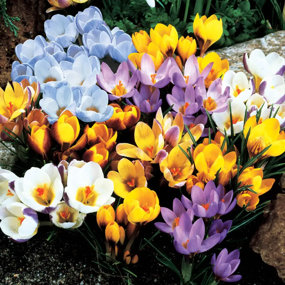 Species Crocus Mix - Image 3