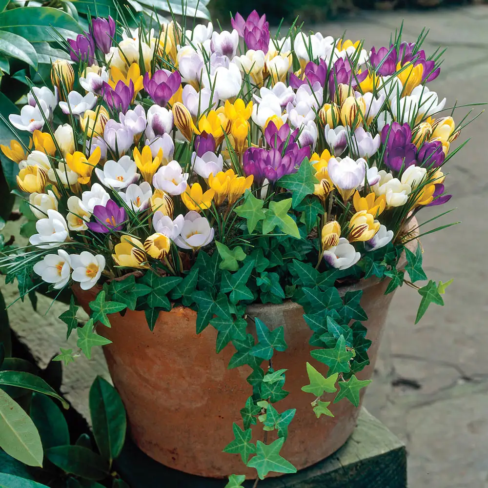 Species Crocus Mix - Image 4