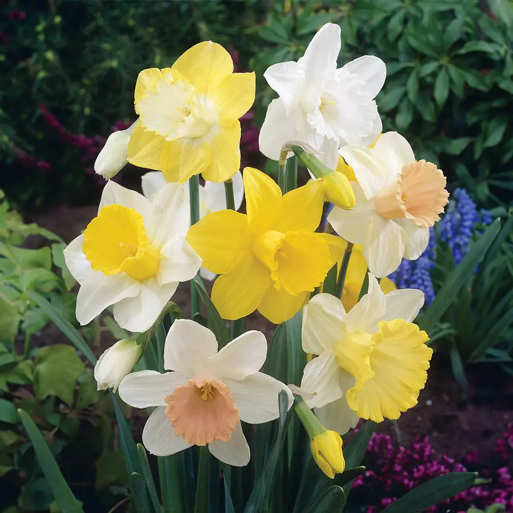 Giant Trumpet Daffodil Mix - Image 2