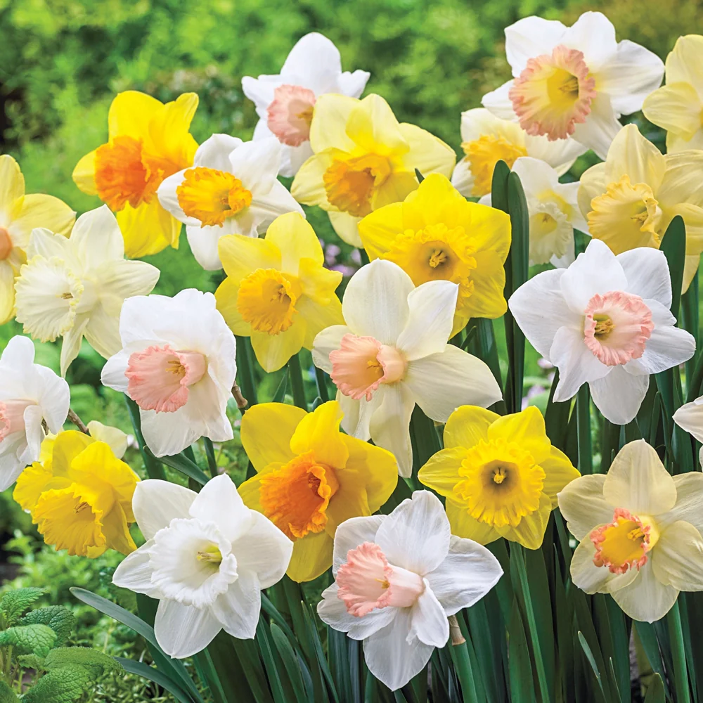 Giant Trumpet Daffodil Mix - Image 3