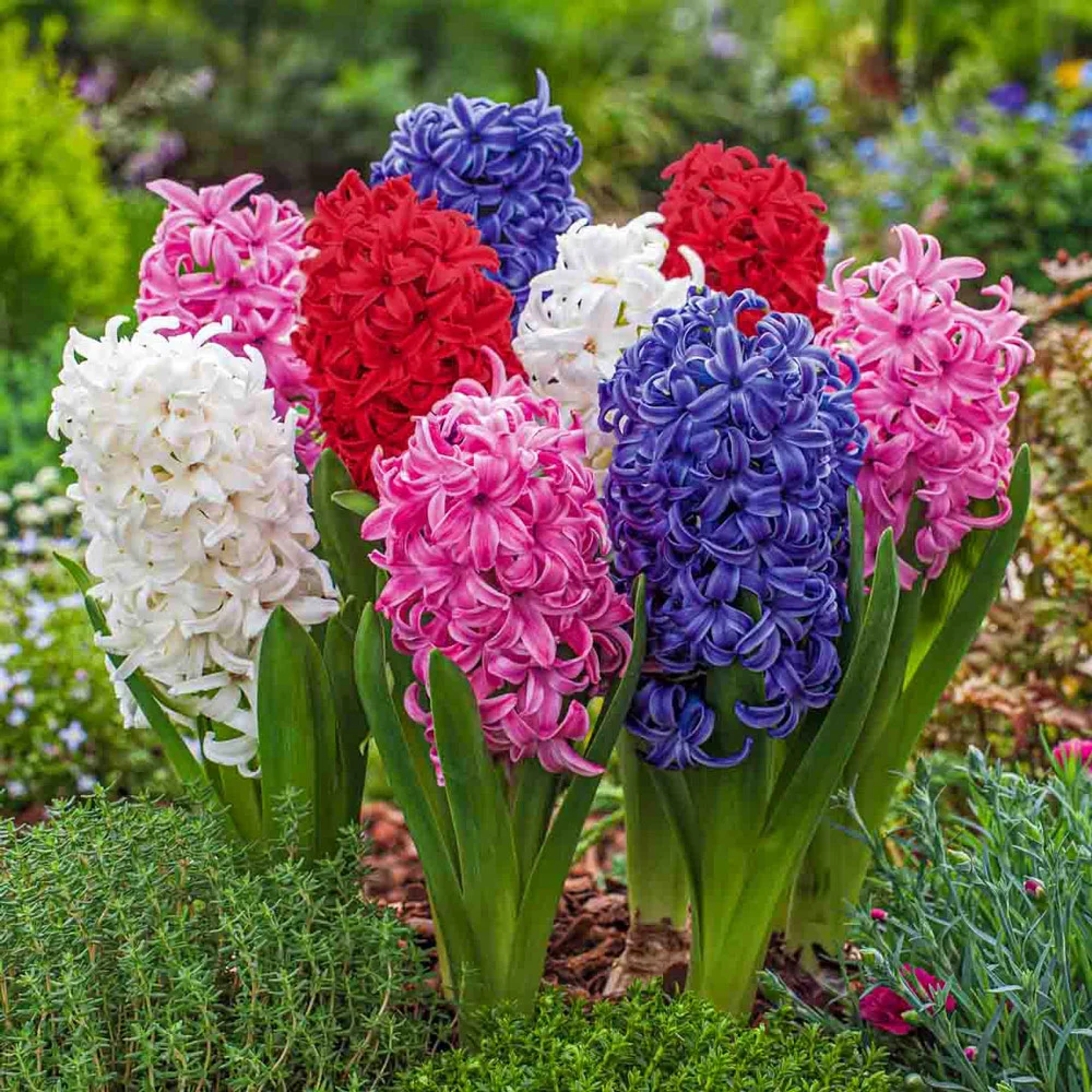 Hyacinth Mixed - Image 10