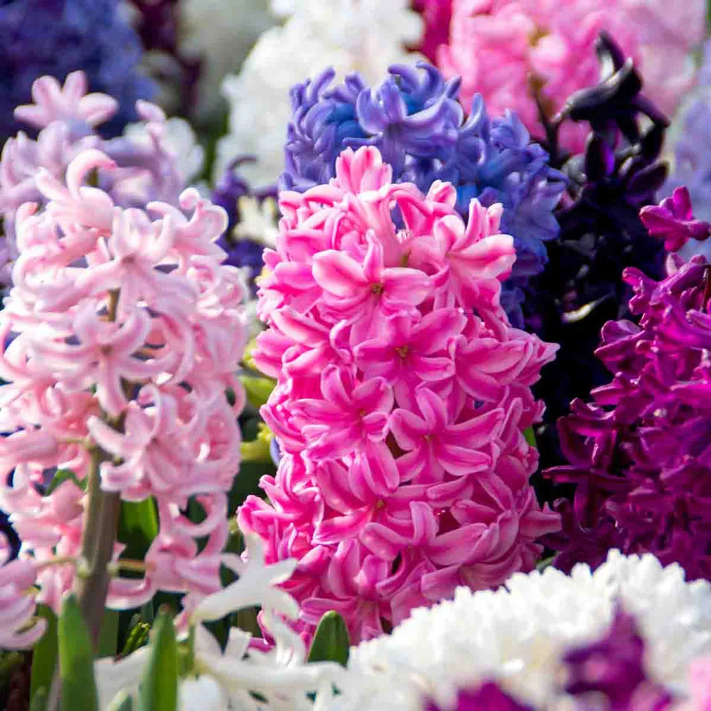 Hyacinth Mixed - Image 11