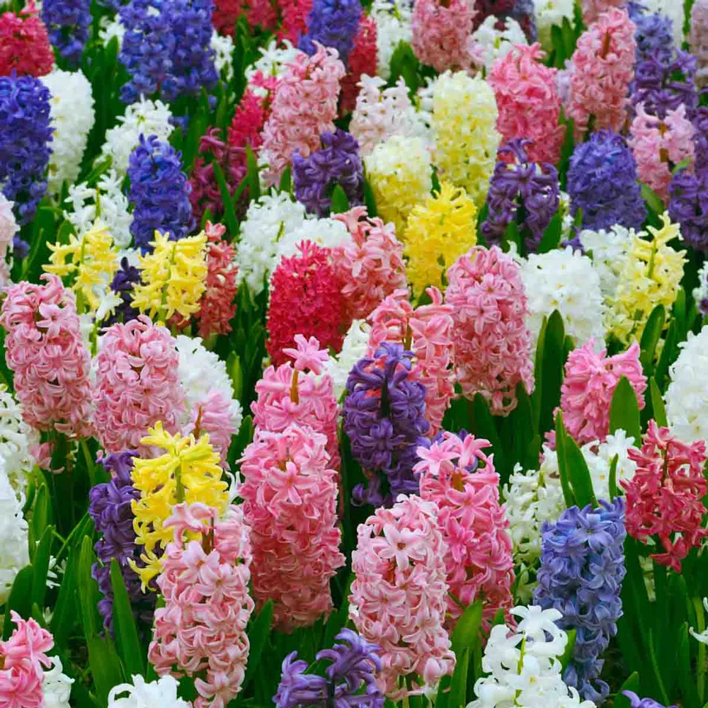 Hyacinth Mixed - Image 12