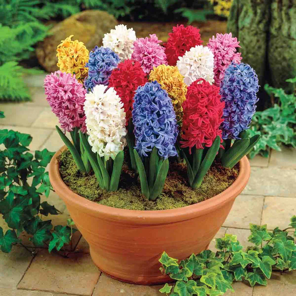 Hyacinth Mixed - Image 13
