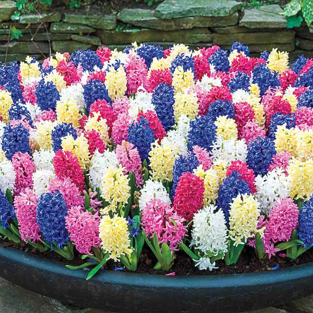 Hyacinth Mixed - Image 14