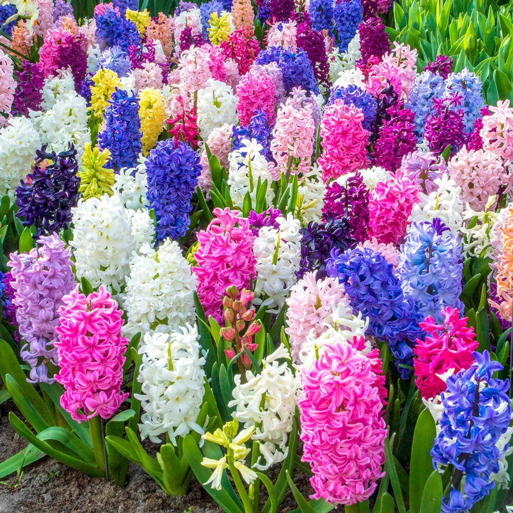 Hyacinth Mixed - Image 3
