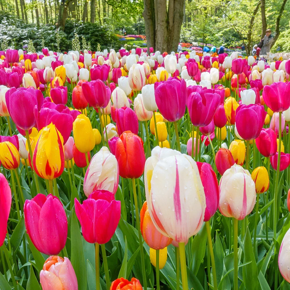 Tulip Mixed Late Bloomers - Image 2