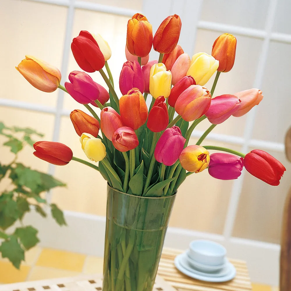 Tulip Mixed Late Bloomers - Image 3