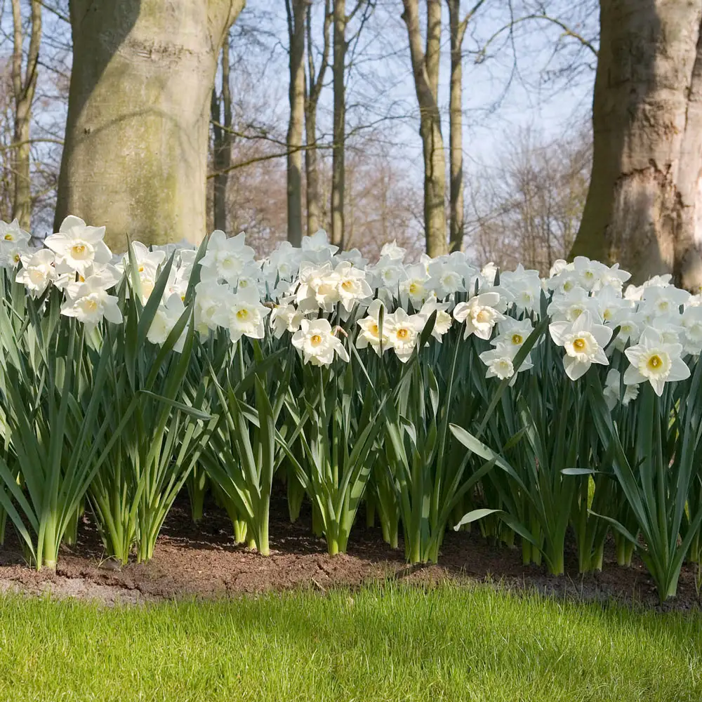 Trumpet Daffodil Mount Hood - Image 2
