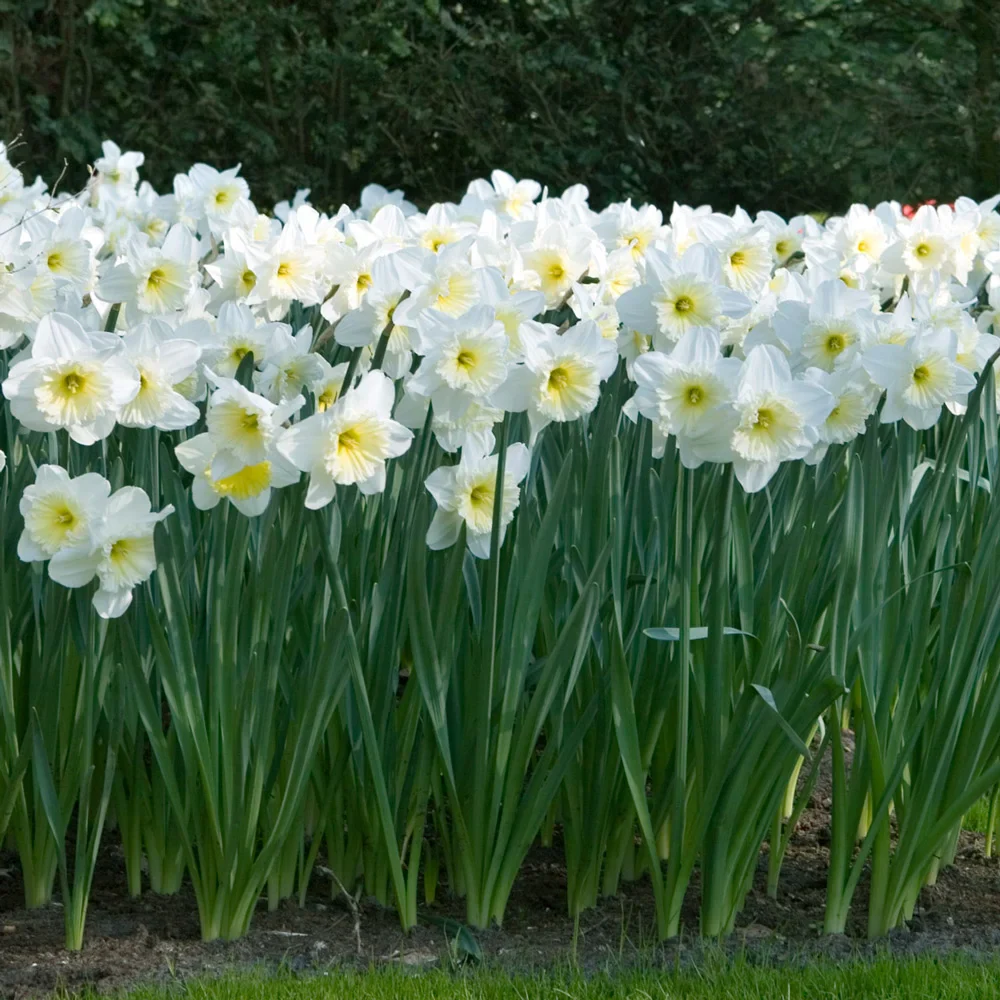 Trumpet Daffodil Mount Hood - Image 3