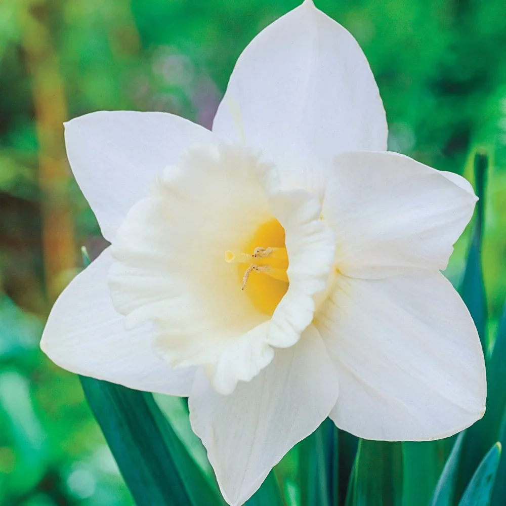 Trumpet Daffodil Mount Hood - Image 4