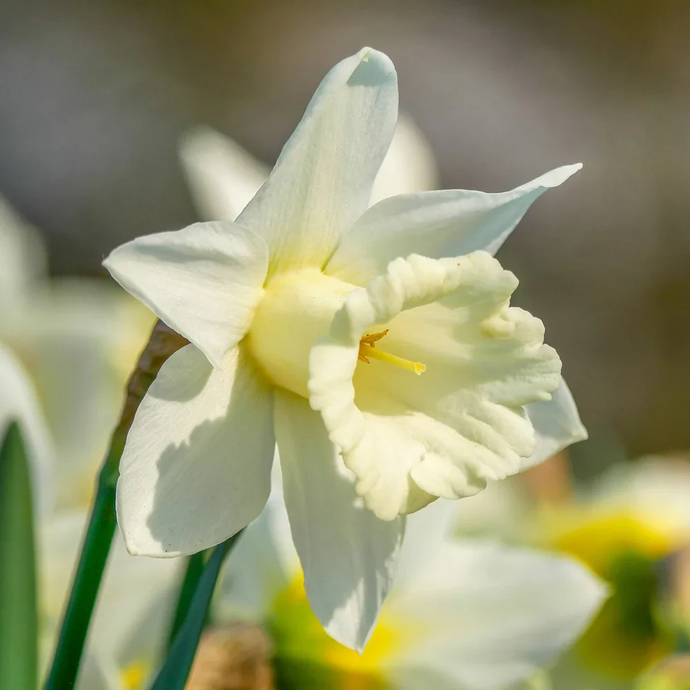 Trumpet Daffodil Mount Hood - Image 5