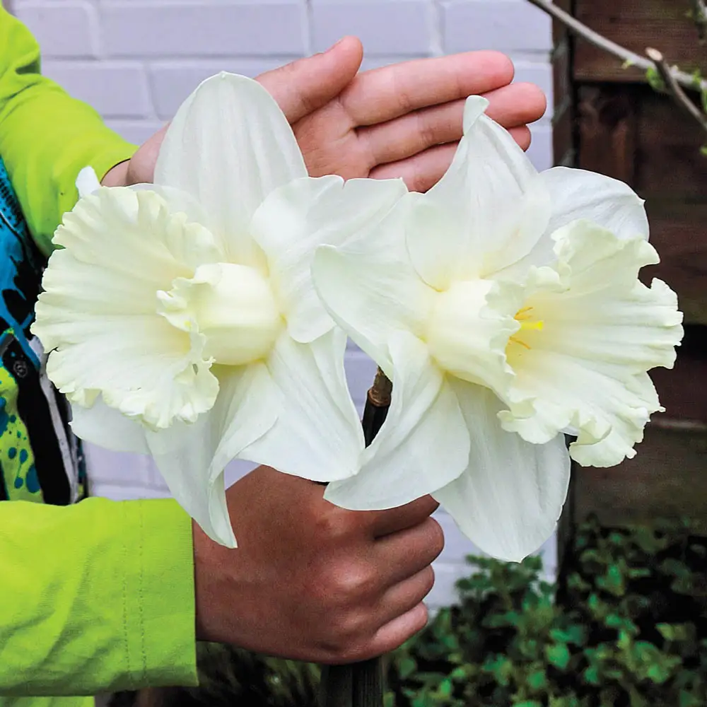 Trumpet Daffodil Mount Hood - Image 7