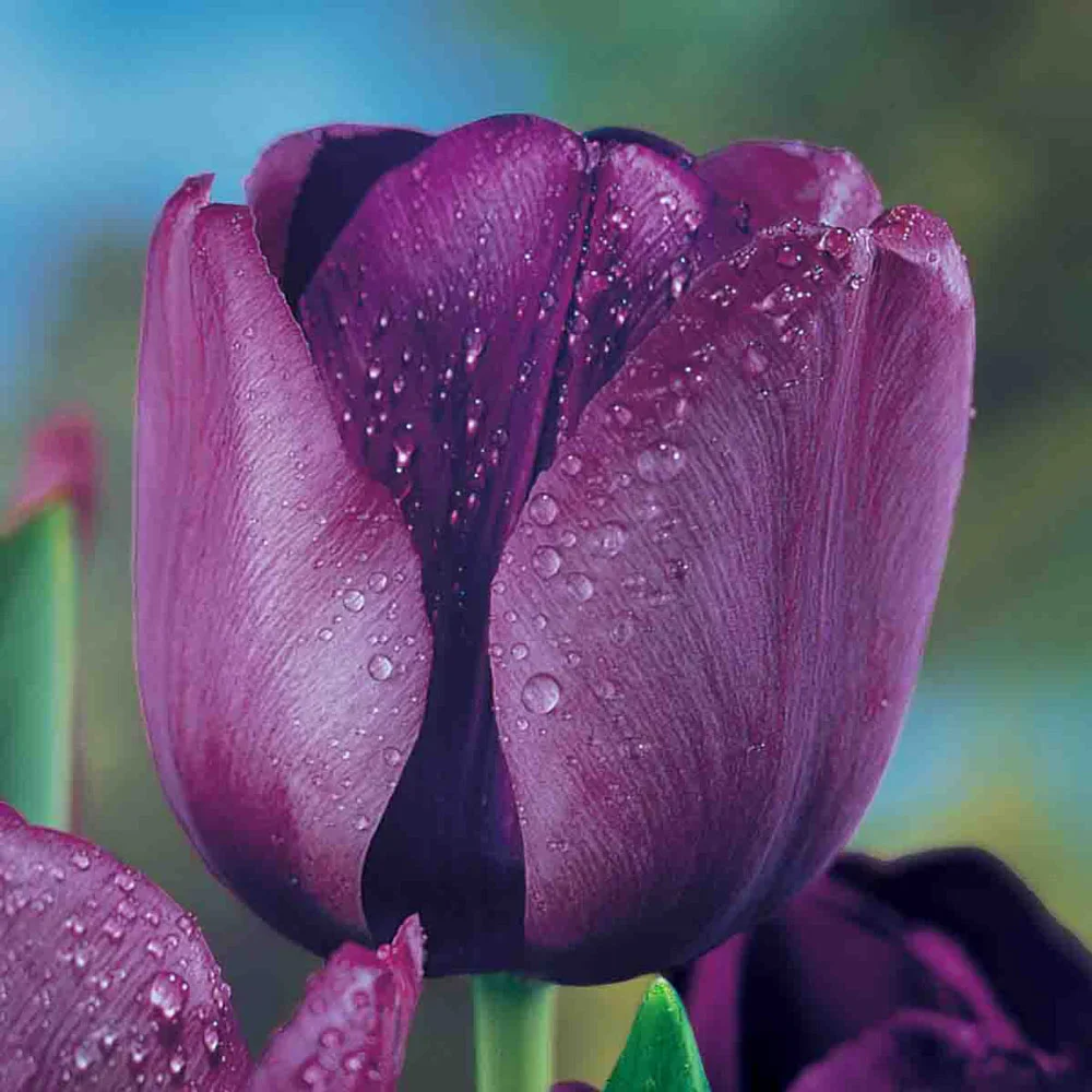 Triumph Tulip Negrita - Image 5
