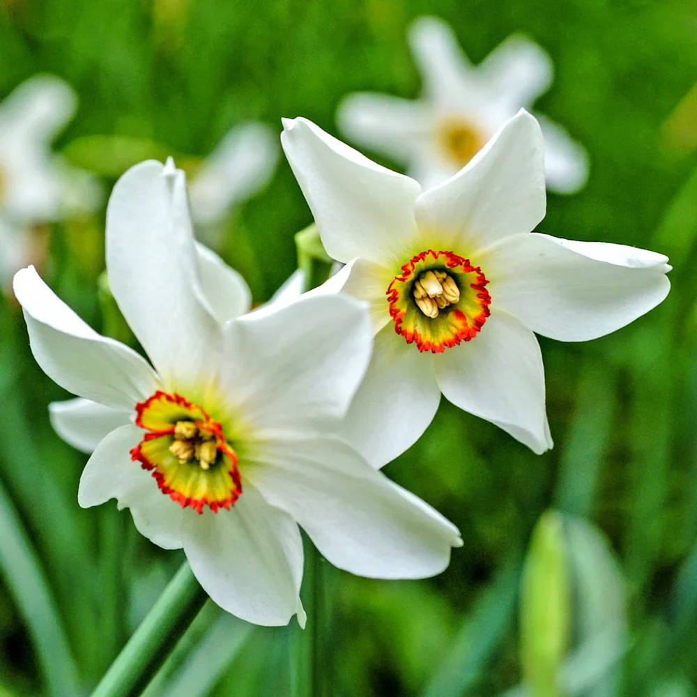 Fragrant Daffodil Pheasant's Eye - Image 2