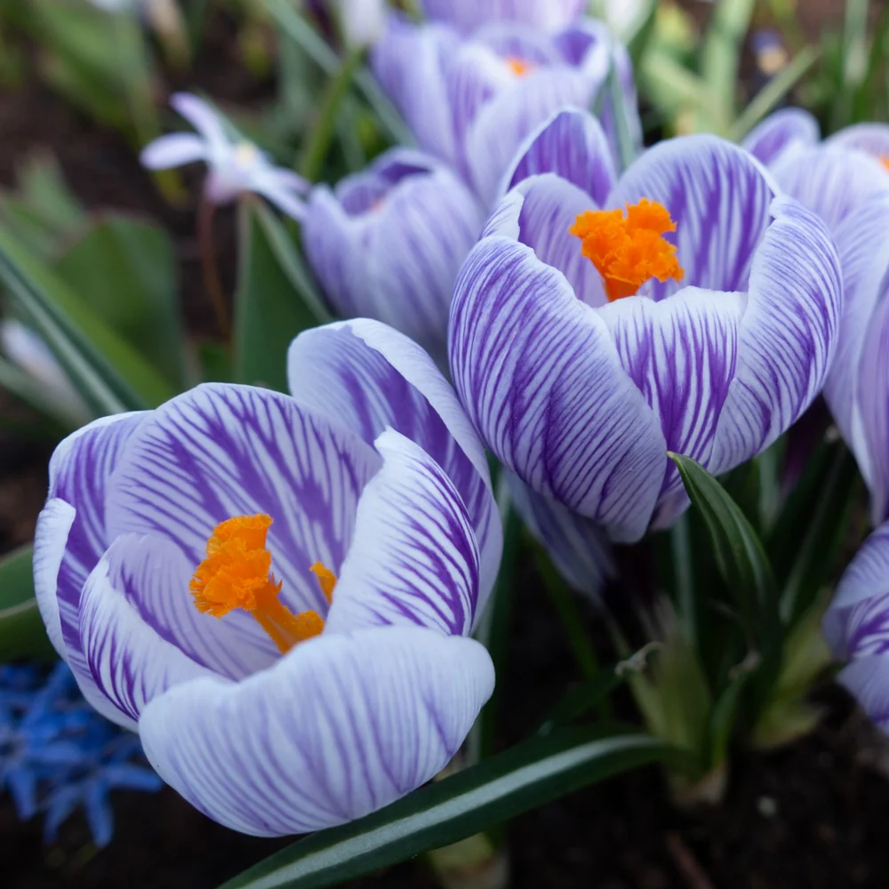 Giant Crocus Pickwick - Image 3