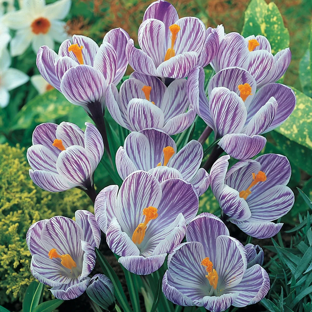 Giant Crocus Pickwick - Image 4