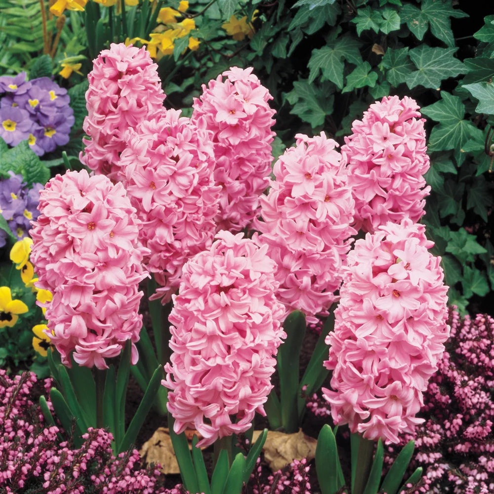Hyacinth Pink Frosting (Fondant) - Image 3