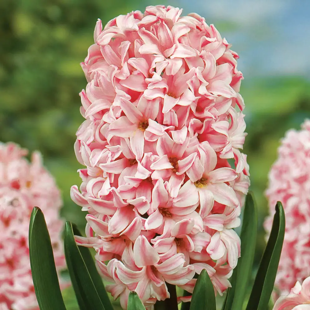 Hyacinth Pink Frosting (Fondant) - Image 4