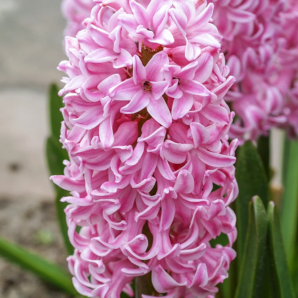 Hyacinth Pink Frosting (Fondant) - Image 5