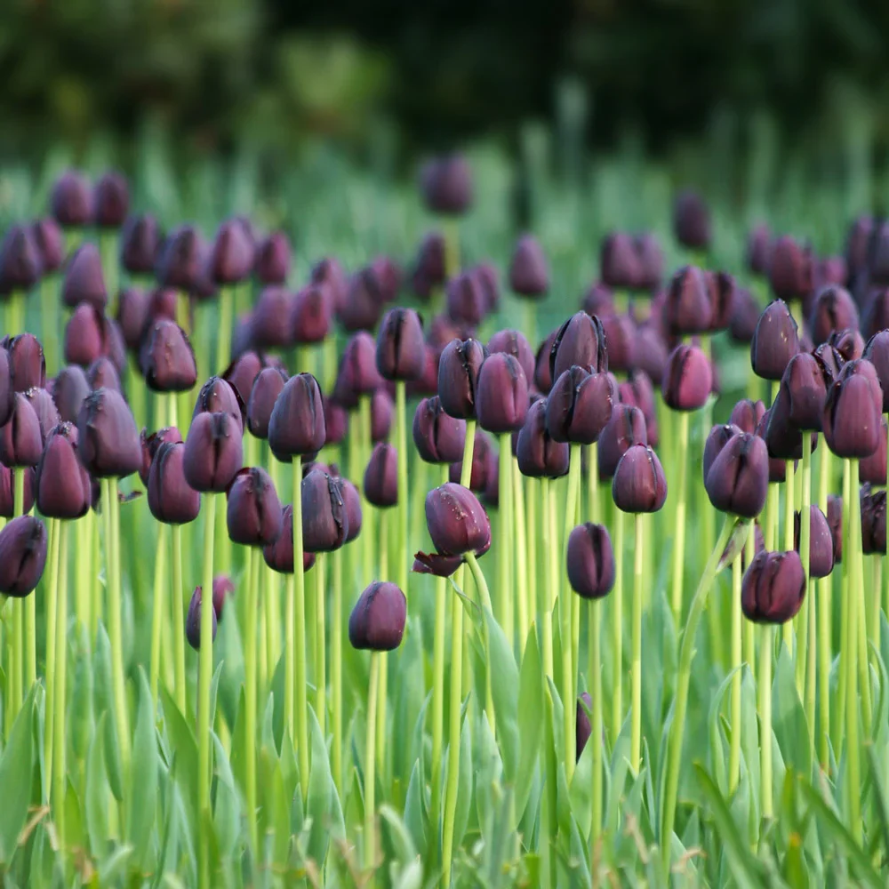 Mayflowering Tulip Queen of Night - Image 3